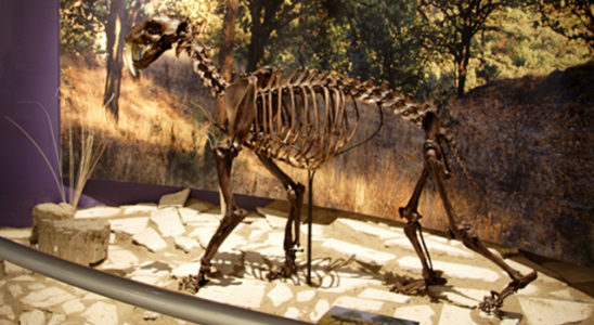 Museo de Paleontología