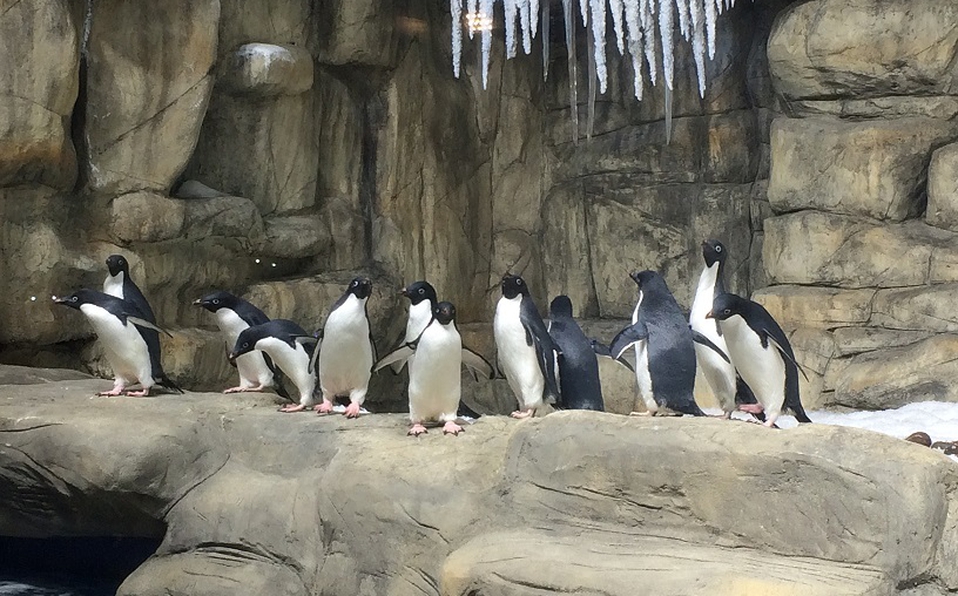 Pingüinos en la Antártida del Zoológico Guadalajara
