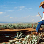 tequila jalisco